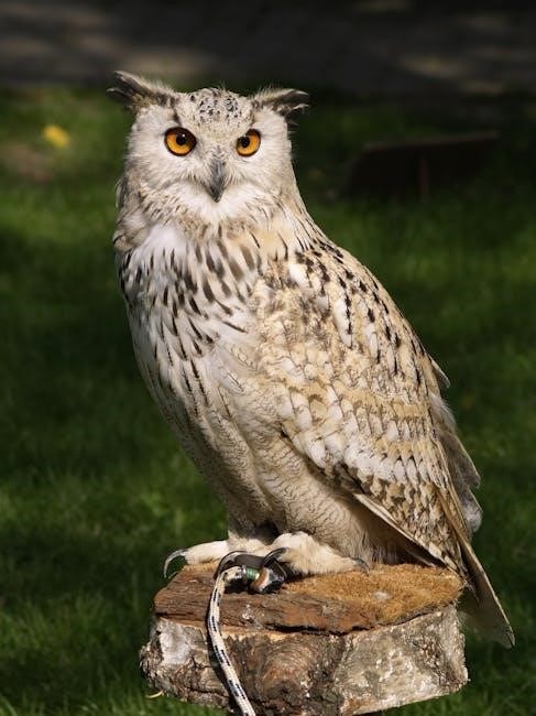 eagle-owl-raptor-falconry-owl-53977